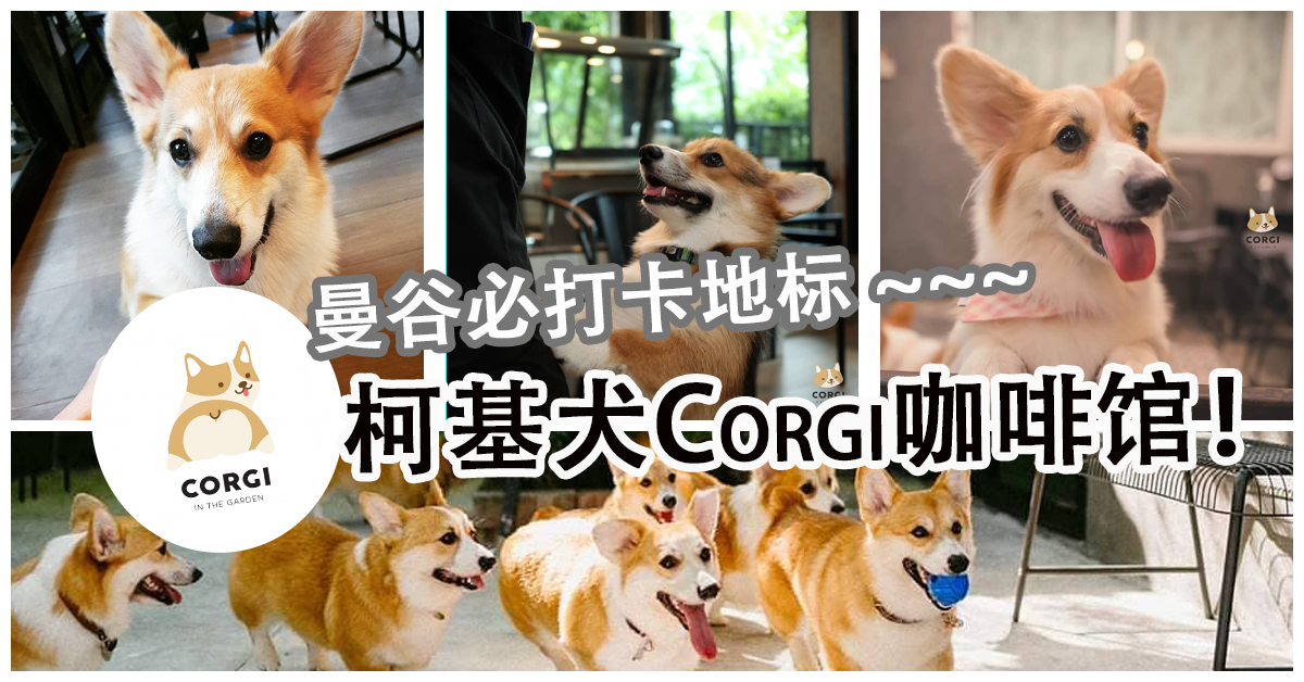 Photo of 曼谷必打卡地标 ~~~柯基犬Corgi咖啡馆！！！